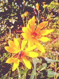 Close-up of yellow flowering plant