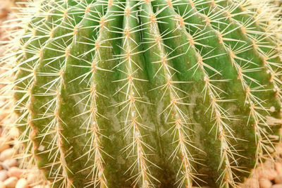 Close-up of cactus plant