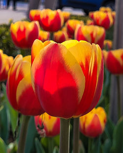 tulip