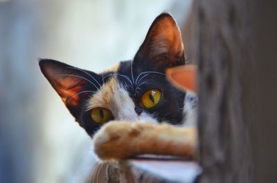 Close-up portrait of cat