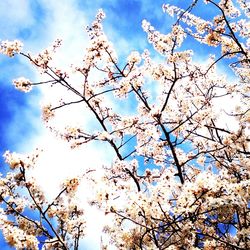 Low angle view of flowers against blue sky