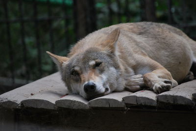 Close-up of dog sleeping