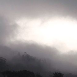 Low angle view of trees against cloudy sky