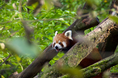 View of a squirrel on tree branch