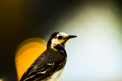 Close-up of a bird looking away