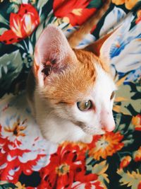 Close-up of cat looking away
