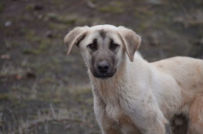 Portrait of dog standing on land