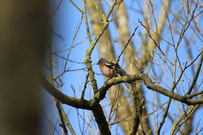 Low angle view of a chaffinch perching on tree