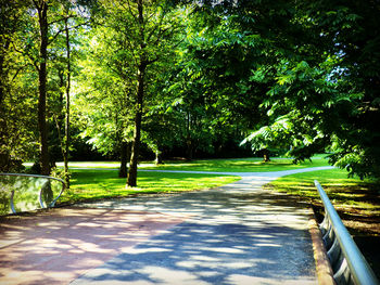 Road amidst trees