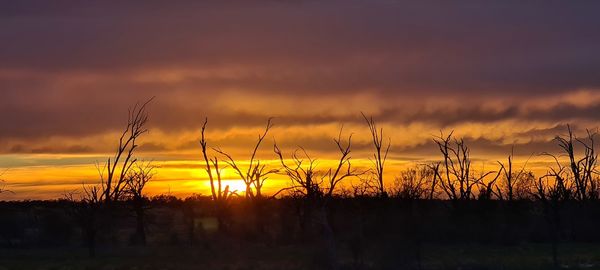 Silhouette plants on field against sky during sunset