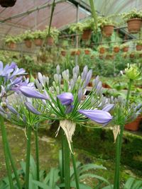 Close-up of purple crocus flowers