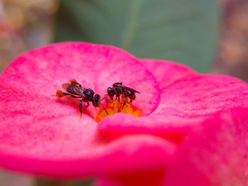 Close-up of insect on pink flower