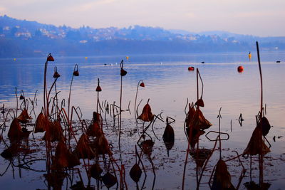 High angle view of birds on beach against sky during sunset