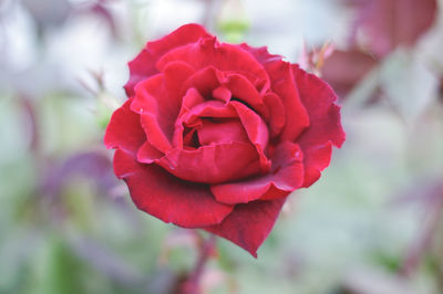 Close-up of red rose