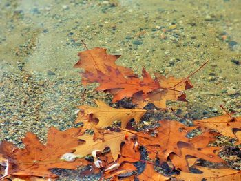 Close-up of leaves in autumn