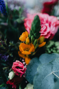 Close-up of red flowering plant