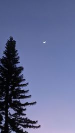 Low angle view of tree against sky at night