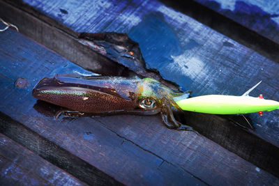 Close-up of fish on wood