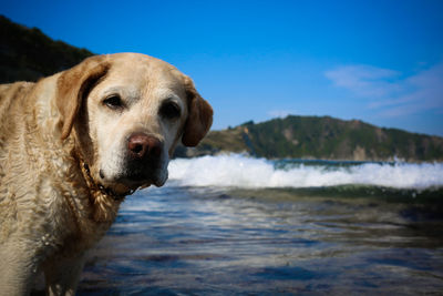 Dog looking away