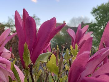 Close-up of pink flowering plant against sky