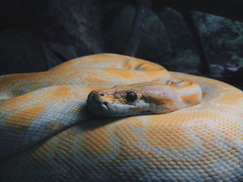 Close-up of snake in zoo