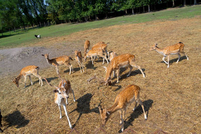 Flock of deer