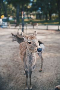 Portrait of deer on land