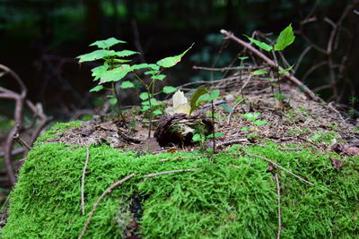 Close-up of plants growing in forest