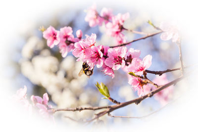 Close-up of pink cherry blossom tree