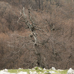 Trees on field