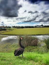 View of grassy field against cloudy sky