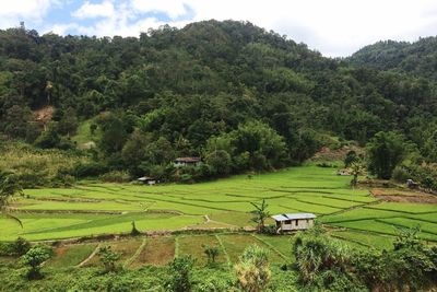 Scenic view of agricultural field against sky