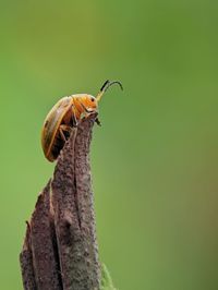 Close-up of insect on plant