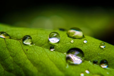 Close-up of raindrops on green leaves