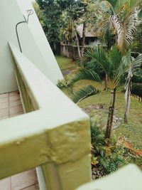 High angle view of palm trees in yard