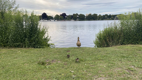 Ducks on a lake