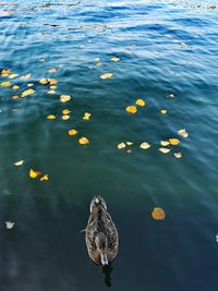 High angle view of birds swimming in lake