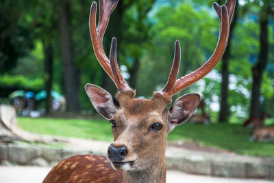 Close-up of deer