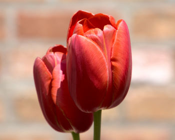Red tulips in front of a red brick wall