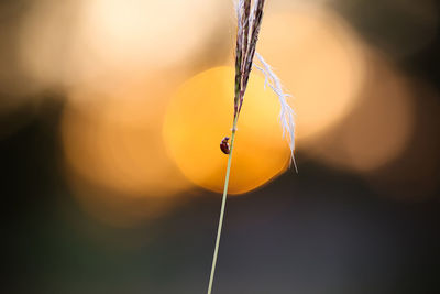 Close-up of water drops on spider web