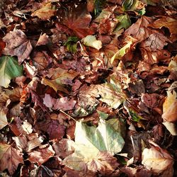 Close-up of maple leaves fallen on tree