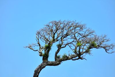 Low angle view of flowering tree against clear blue sky