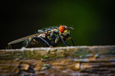 Close-up of fly on wood