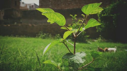 Close-up of plants growing on field