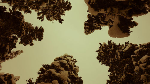 Low angle view of trees against clear sky