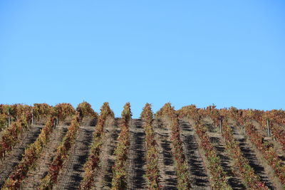 Vineyard against clear blue sky