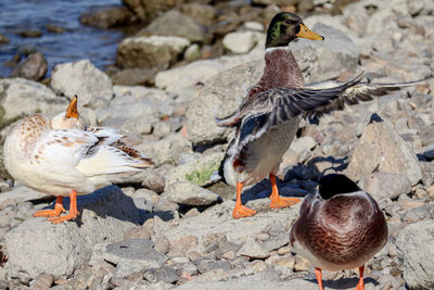 Mallard ducks morning exercises