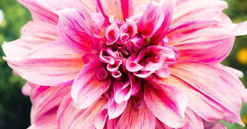 Close-up of pink flower blooming outdoors