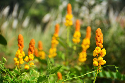 Close-up of yellow flowering plant