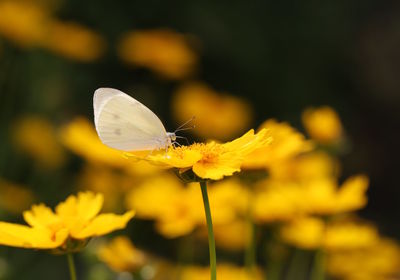 Close-up of butterfly pollinating on yellow cosmos flower